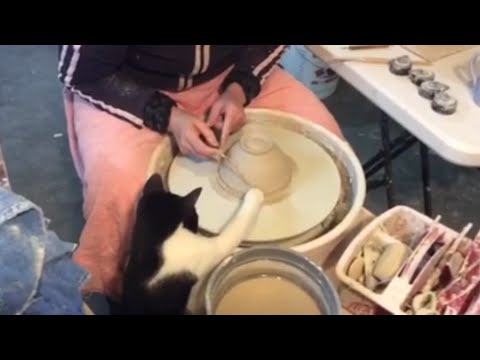 Cat Tries Pottery Wheel